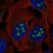 BLCAP Apoptosis Inducing Factor antibody, PA5-65469, Invitrogen Antibodies, Immunofluorescence image 