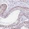 Paired amphipathic helix protein Sin3b antibody, NBP2-13309, Novus Biologicals, Immunohistochemistry frozen image 