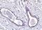 Abraxas 1, BRCA1 A Complex Subunit antibody, PA5-20412, Invitrogen Antibodies, Immunohistochemistry frozen image 