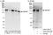 Zinc Finger Protein 687 antibody, A303-278A, Bethyl Labs, Immunoprecipitation image 
