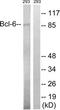 B-cell lymphoma 6 protein antibody, TA311903, Origene, Western Blot image 