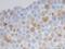 mCherry Tag  antibody, orb11618, Biorbyt, Immunohistochemistry paraffin image 