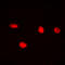 Cell Division Cycle 25C antibody, LS-C358446, Lifespan Biosciences, Immunofluorescence image 