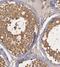 Coiled-Coil Domain Containing 105 antibody, FNab01344, FineTest, Immunohistochemistry frozen image 