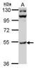 Calcium/Calmodulin Dependent Protein Kinase II Gamma antibody, PA5-28789, Invitrogen Antibodies, Western Blot image 