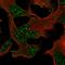 Dystrophin Related Protein 2 antibody, HPA002949, Atlas Antibodies, Immunofluorescence image 