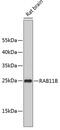 RAB11B, Member RAS Oncogene Family antibody, 19-123, ProSci, Western Blot image 