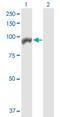 Anaphase-promoting complex subunit 4 antibody, H00029945-D01P, Novus Biologicals, Western Blot image 