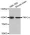 Transient Receptor Potential Cation Channel Subfamily C Member 4 antibody, abx002382, Abbexa, Western Blot image 