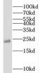 Transmembrane P24 Trafficking Protein 2 antibody, FNab08738, FineTest, Western Blot image 