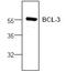 BCL3 Transcription Coactivator antibody, GTX59616, GeneTex, Western Blot image 