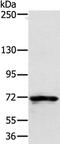JMH blood group antigen antibody, PA5-50753, Invitrogen Antibodies, Western Blot image 
