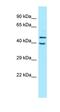 Killer Cell Immunoglobulin Like Receptor, Two Ig Domains And Long Cytoplasmic Tail 5A antibody, orb326558, Biorbyt, Western Blot image 