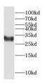 COP9 Signalosome Subunit 7A antibody, FNab01873, FineTest, Western Blot image 