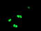 ETS domain-containing protein Elk-3 antibody, LS-C173366, Lifespan Biosciences, Immunofluorescence image 