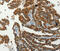 Serpin A9 antibody, MBS2517509, MyBioSource, Immunohistochemistry paraffin image 