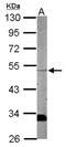 WD Repeat Domain 12 antibody, NBP2-20888, Novus Biologicals, Western Blot image 