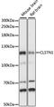 Calsyntenin 1 antibody, LS-C750374, Lifespan Biosciences, Western Blot image 
