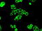 Protein Phosphatase 5 Catalytic Subunit antibody, GTX83832, GeneTex, Immunofluorescence image 
