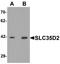 Solute Carrier Family 35 Member D2 antibody, TA319830, Origene, Western Blot image 
