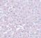 Calcium Homeostasis Modulator 1 antibody, PA5-20895, Invitrogen Antibodies, Immunohistochemistry frozen image 