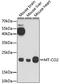 Mitochondrially Encoded Cytochrome C Oxidase II antibody, 18-172, ProSci, Western Blot image 
