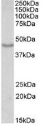 Doublecortin antibody, MBS422562, MyBioSource, Western Blot image 