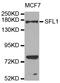 SFI1 Centrin Binding Protein antibody, STJ110658, St John