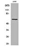 CAP-Gly Domain Containing Linker Protein 3 antibody, orb160471, Biorbyt, Western Blot image 