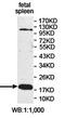 Dual Specificity Phosphatase 14 antibody, orb78315, Biorbyt, Western Blot image 