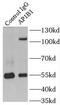 AP1B1 antibody, FNab00457, FineTest, Immunoprecipitation image 