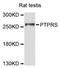 Protein Tyrosine Phosphatase Receptor Type S antibody, STJ113592, St John