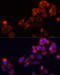 Monocarboxylate transporter 5 antibody, 15-745, ProSci, Immunofluorescence image 