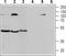 C-C Motif Chemokine Receptor 7 antibody, TA328688, Origene, Western Blot image 