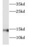 NADH:Ubiquinone Oxidoreductase Subunit C2 antibody, FNab05628, FineTest, Western Blot image 