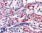 Fibrinogen Alpha Chain antibody, LS-B2573, Lifespan Biosciences, Immunohistochemistry frozen image 