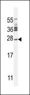Josephin Domain Containing 2 antibody, LS-C165371, Lifespan Biosciences, Western Blot image 