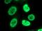 U2 small nuclear ribonucleoprotein B antibody, 13512-1-AP, Proteintech Group, Immunofluorescence image 