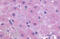 Prostaglandin F Receptor antibody, MBS244292, MyBioSource, Immunohistochemistry frozen image 