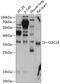C-Type Lectin Domain Family 1 Member A antibody, 14-315, ProSci, Western Blot image 