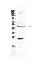 GATA Binding Protein 4 antibody, A00499-1, Boster Biological Technology, Western Blot image 