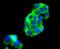 Forkhead Box O4 antibody, NBP2-67892, Novus Biologicals, Immunofluorescence image 
