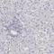 Spleen Associated Tyrosine Kinase antibody, HPA001384, Atlas Antibodies, Immunohistochemistry frozen image 