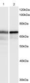 Protein HEXIM1 antibody, orb19364, Biorbyt, Immunohistochemistry paraffin image 