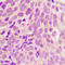 Ribosomal Protein S6 antibody, LS-C358301, Lifespan Biosciences, Immunohistochemistry frozen image 