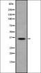 Thymidylate Synthetase antibody, orb337034, Biorbyt, Western Blot image 