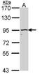 Cullin-4B antibody, PA5-29856, Invitrogen Antibodies, Western Blot image 