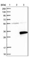RING finger protein 141 antibody, NBP1-80603, Novus Biologicals, Western Blot image 