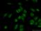 Helicase Like Transcription Factor antibody, 14286-1-AP, Proteintech Group, Immunofluorescence image 