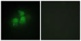Inositol-Pentakisphosphate 2-Kinase antibody, abx013799, Abbexa, Western Blot image 